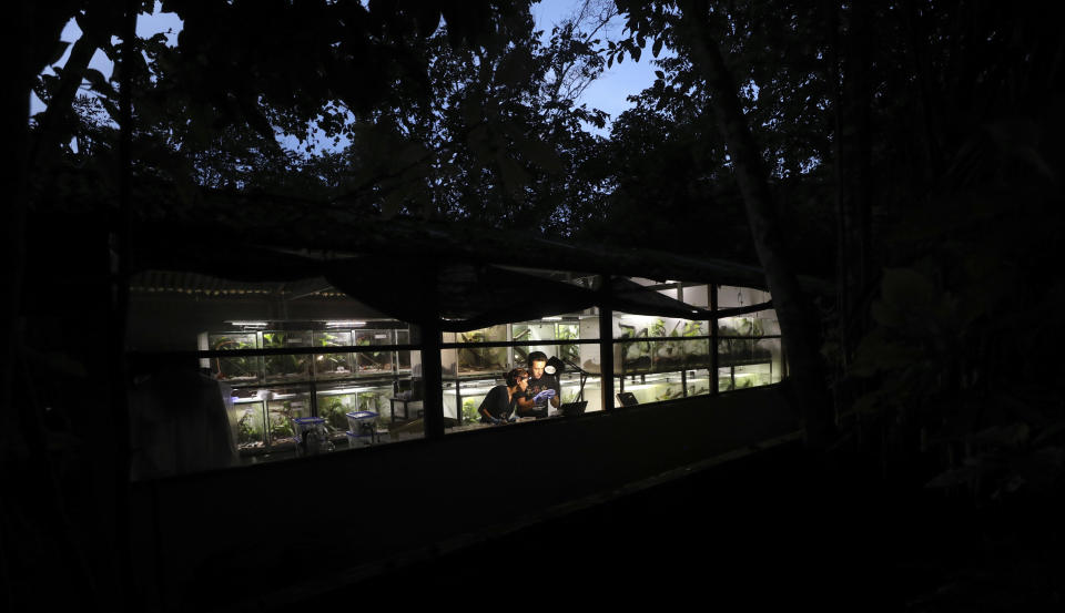 Zoo-technologists Alejandra Curubo, left, and Ivan Ramos pack frogs for export to the U.S. at the “Tesoros de Colombia” frog breeding center in Cundinamarca, Colombia, Monday, May 20, 2019. The center's goal is to undermine smugglers by breeding exotic frogs legally and selling them at lower prices than specimens plucked by traffickers from Colombia's jungles. (AP Photo/Fernando Vergara)