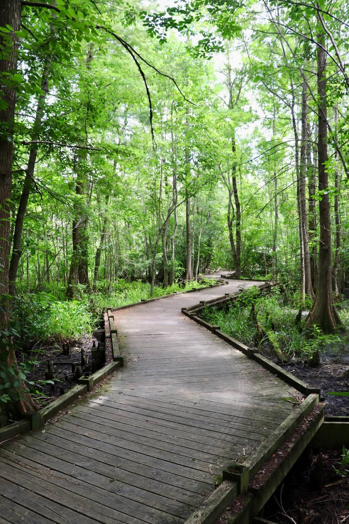 Over four miles of boardwalks and wooded pathways crisscross the swamp and forests of the 195-acre Old Santee Canal Park in Moncks Corner.