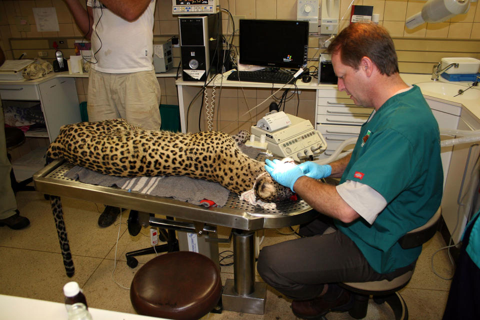 Safari dentist