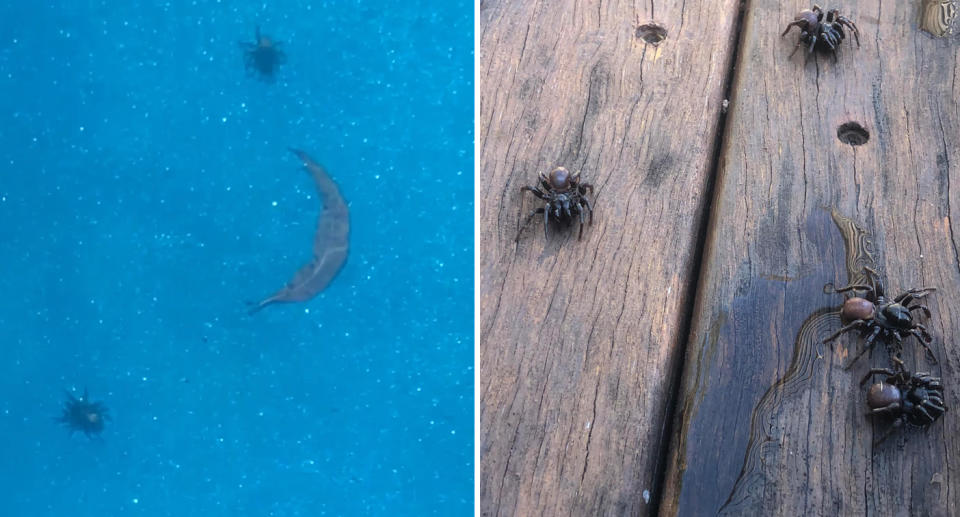 A photo of the eastern mouse spiders in the Brisbane pool. A photo of them on the deck in the backyard.