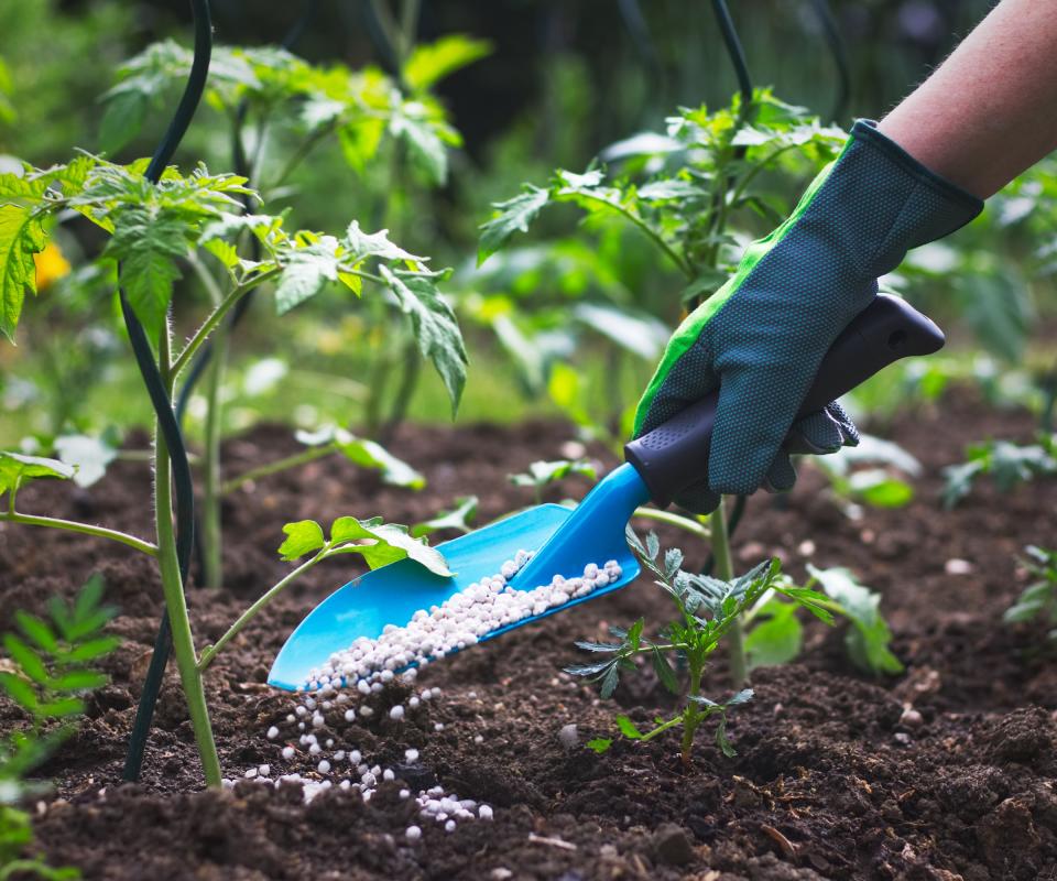 Using a trowel to spread granular fertilizer around tomato plants