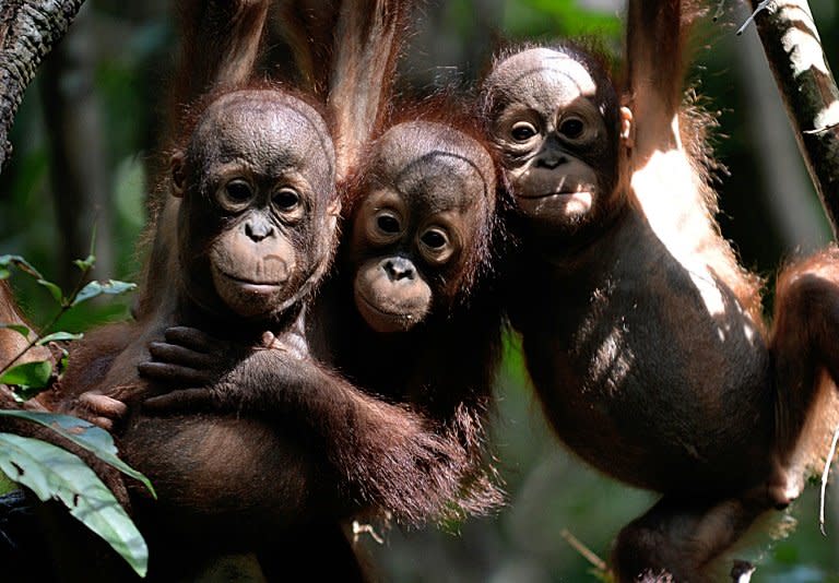 Three orphaned orangutan youngsters hang from a tree whilst attending 'jungle school' at the International Animal Rescue centre outside the city of Ketapang, in West Kalimantan