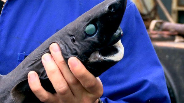 The Ninja Lanternshark (Etmopterus Benchleyi)