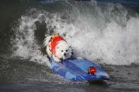 A dog surfs during the Surf City Surf Dog Contest in Huntington Beach, California September 27, 2015. REUTERS/Lucy Nicholson