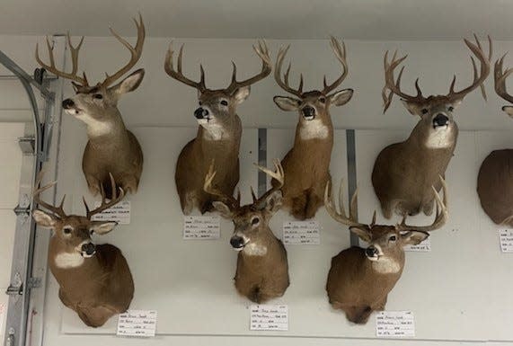Maribel Sportsmen’s Club held its Big Game Extravaganza April 27. These are just a few of the large antlers that were brought in for display.