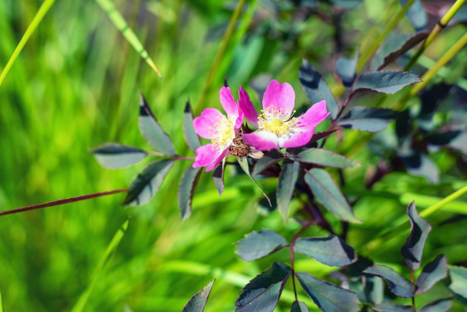 <p>Roses are part of Chelsea tradition, but beyond the more formal displays in the Pavilion by growers Harkness and David Austin, in the Show Gardens, roses are more in keeping with the wild theme of the overall show.</p><p>Look out for Rosa glauca in Andy Sturgeon's Mind Garden and Paul Hervey-Brookes' Brewin Dolphin Garden where the pale grey-green foliage gives it a subtlety and informality that makes it easier to combine with other plants such as poppies and daisies, and the open bright pink flowers are quite modest but great for pollinating insects.</p>