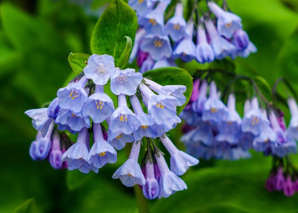 Virginia Bluebells