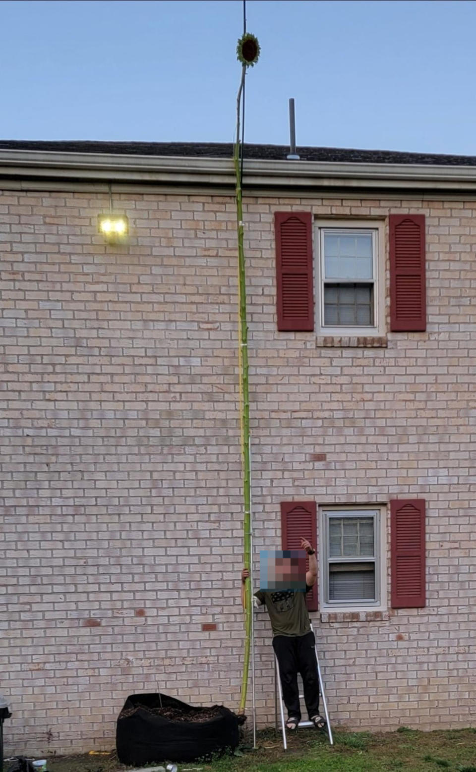 Person standing next to a tall sunflower that reaches above a two-story house's roofline