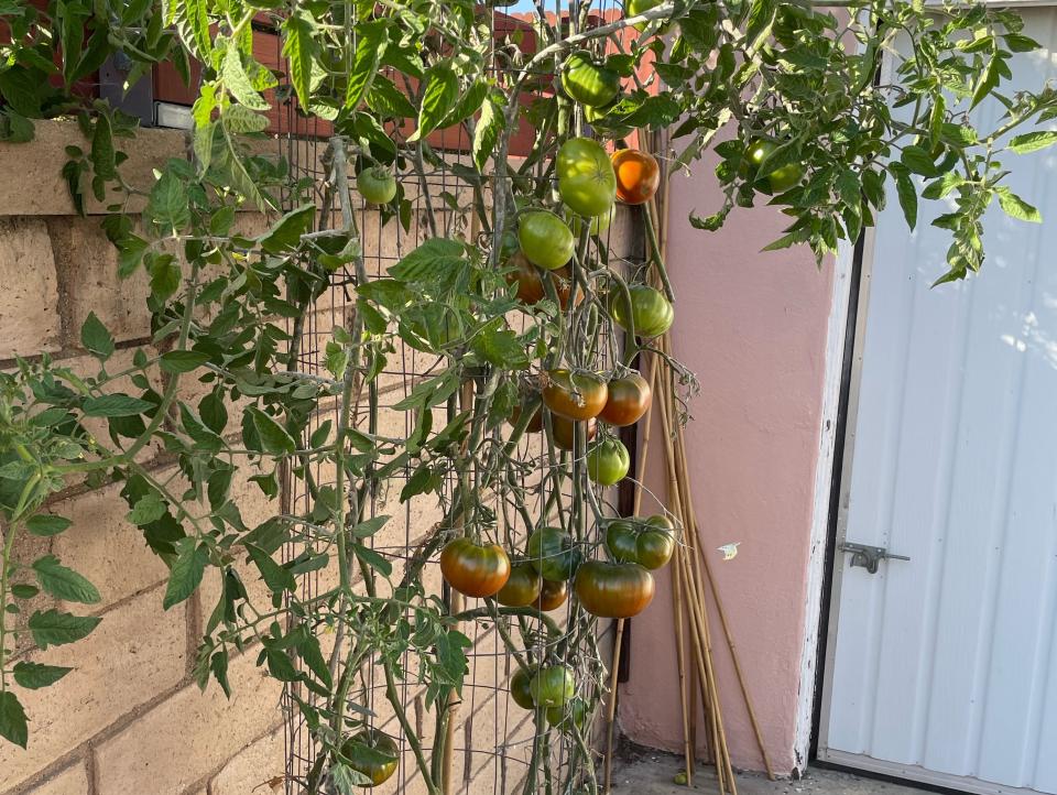 Photograph of tomatoes growing.