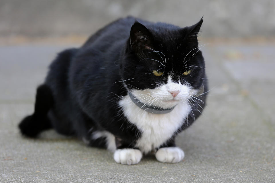 Palmerston the resident Chief Mouser of the Foreign & Commonwealth Office is seen in Downing Street as Cabinet Ministers discuss about Brexit during their weekly cabinet meeting. (Photo by Dinendra Haria / SOPA Images/Sipa USA)