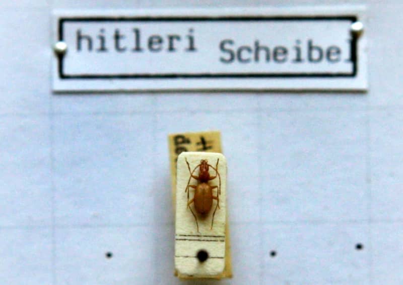 The photo shows an Anophthalmus hitleri, a "Hitler beetle" under a microscope in the State Zoological Collection in Munich. Streets are renamed, monuments removed and books rewritten. A debate is buzzing in the zoology world: Should Hitler beetles and Mussolini butterflies be renamed? Matthias Schrader/dpa