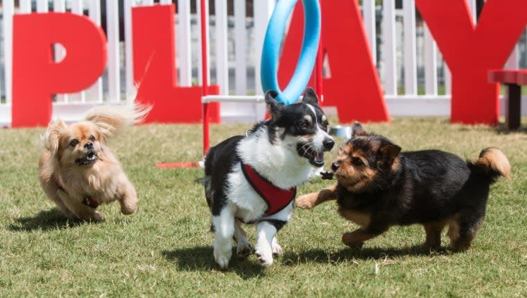 What Makes a Great Dog Park?