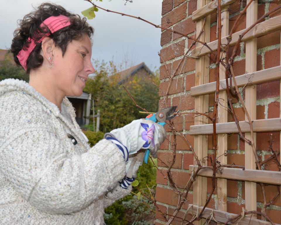 Woman cutting back a grape vine in winter using secateurs pruners