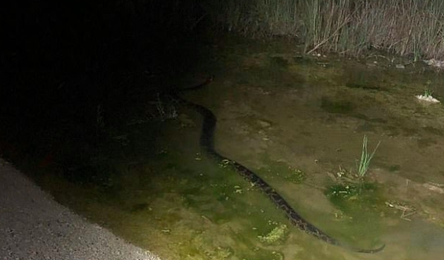 Burmese pythons are considered invasive to the area and a threat to the local ecosystem. Source: Facebook South Florida Water Management District