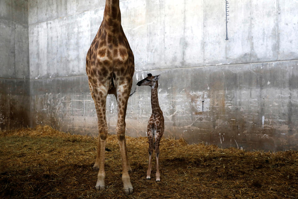 Yahoo Animal Pictures of the Year 2018