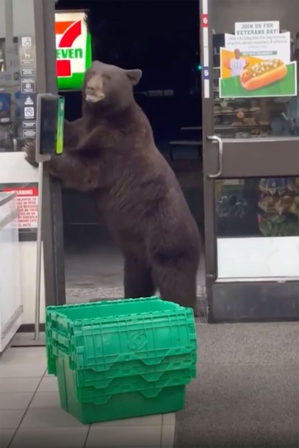 Bear Enters 7-Eleven