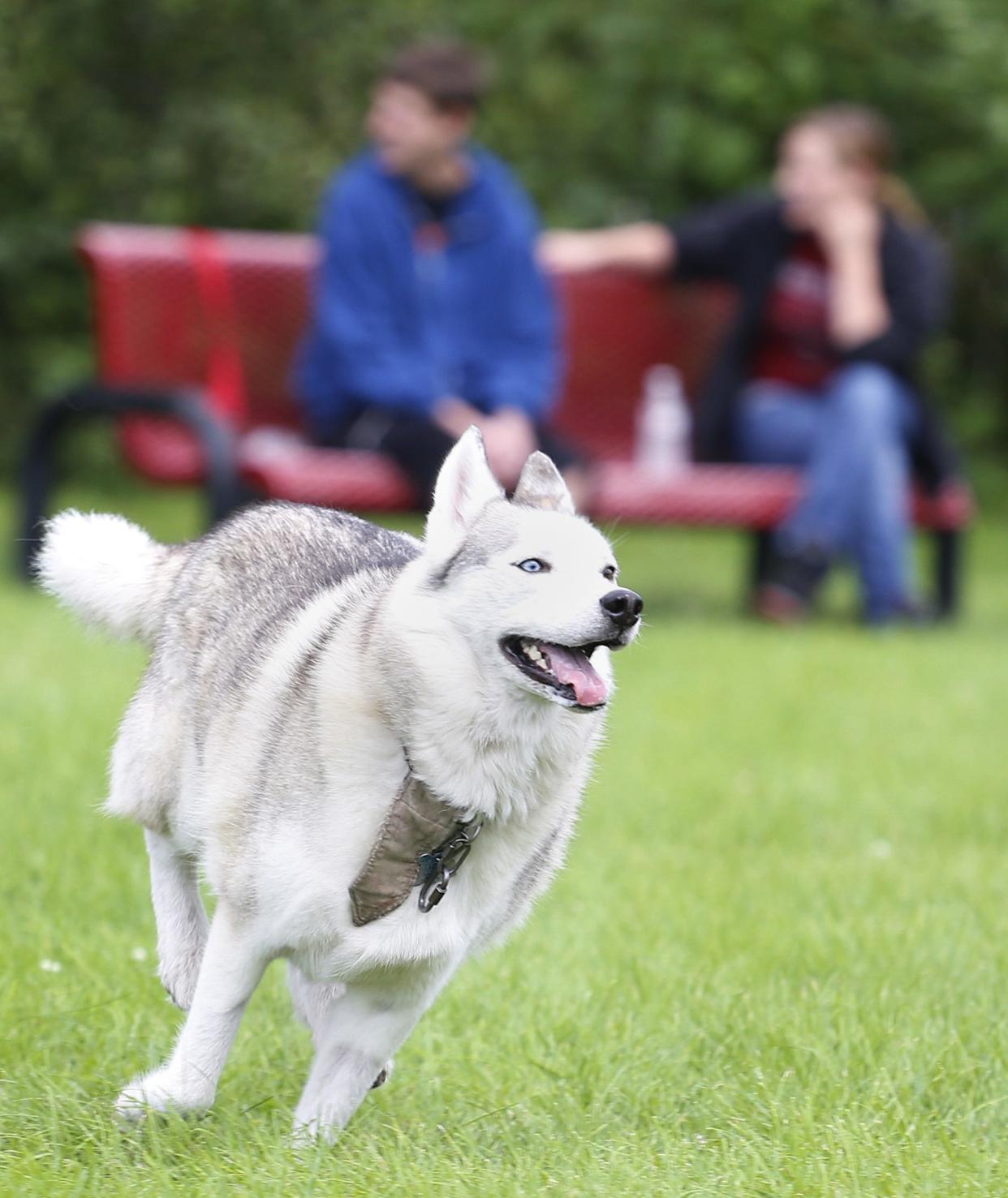 Appleton has no dog park or dog exercise area but will continue searching for an appropriate location for one.