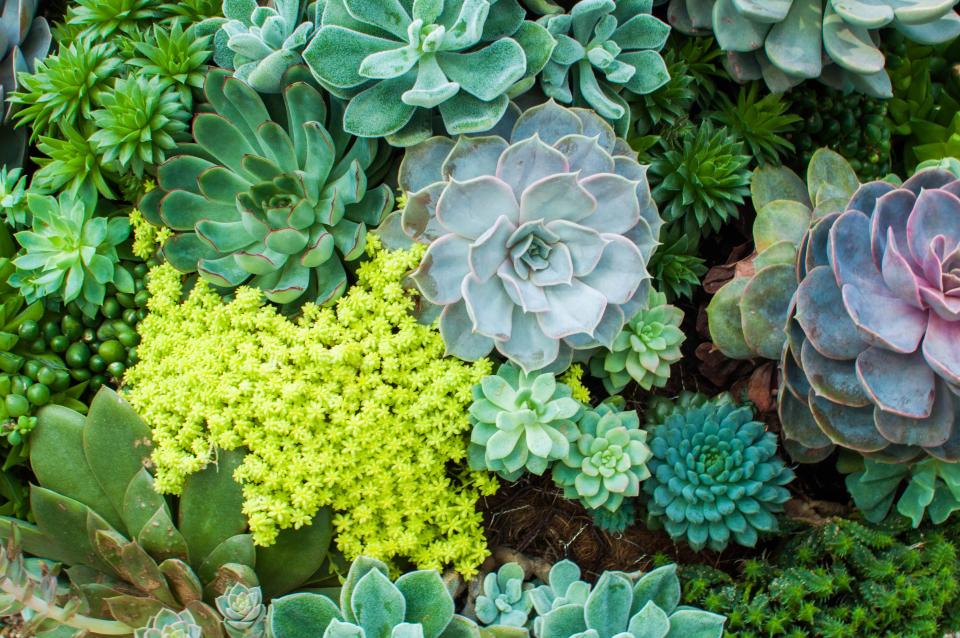 These Are the Warm Weather Plants That Will Thrive In the Hot Months Ahead