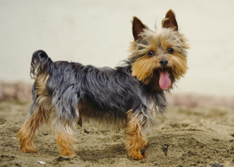 10 Dog Breeds That Shed The Most And Least