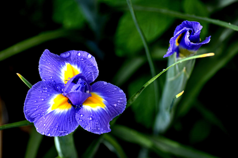 <p>Die Iris steht für Kreativität und Energie. Man kann mit ihr auch eine gute Nachricht ankündigen. In hellen Blautönen bringt sie Lebensfreude und Freiheit zum Ausdruck. In Gelb steht sie für Weisheit und Erkenntnis, in Weiß symbolisiert sie Unschuld, Ehrlichkeit und Eleganz. (Bild: Getty Images) </p>