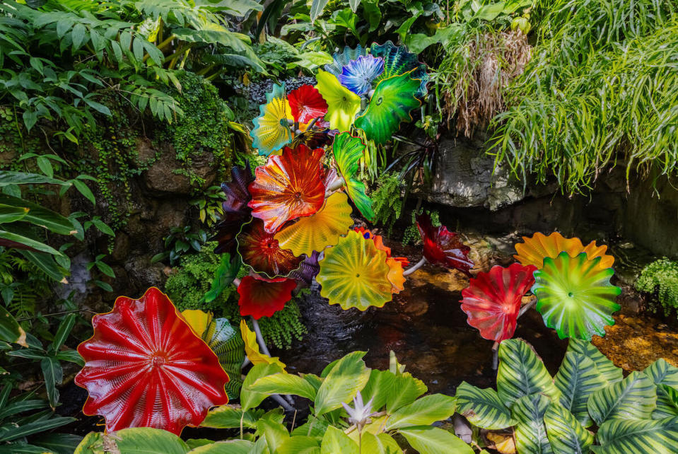 Dale Chihuly’s Ethereal Spring Persians, 2022 Missouri Botanical Garden, St. Louis, installed 2023 © 2023 Chihuly Studio. All rights reserved. 