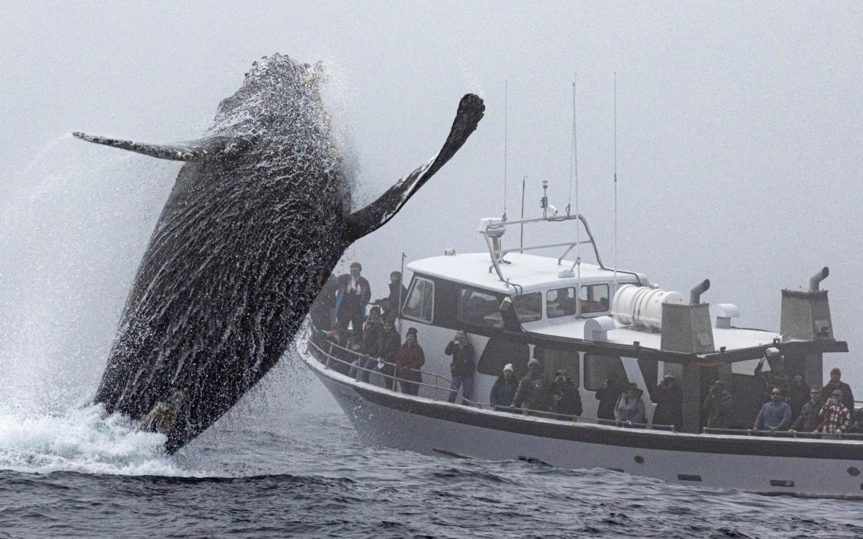 Jodi Frediani, 74, from Santa Cruz, California captured the interaction during a whale watching trip - Jodi Frediani/ CATERS NEWS