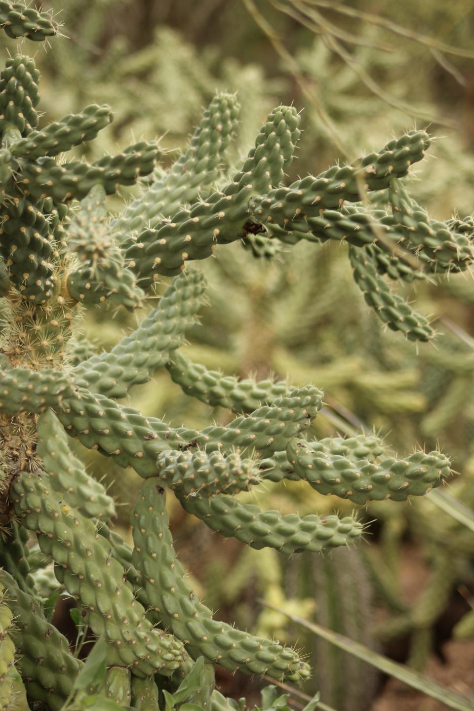 San Pedro Cacti at the Desert Botanical Garden in Phoenix. A recent study shows botanical gardens are biodiversity hotspots for butterflies.