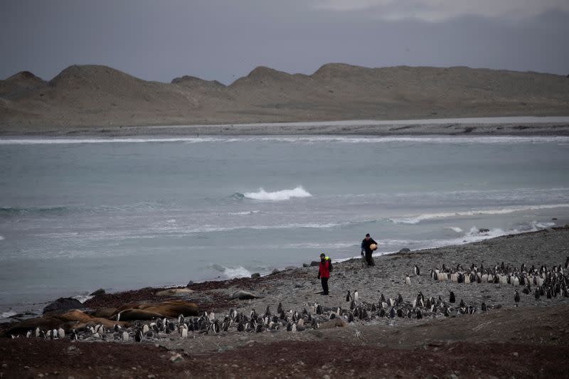 The Wider Image: On board the Antarctic expedition that reveals dramatic penguin decline