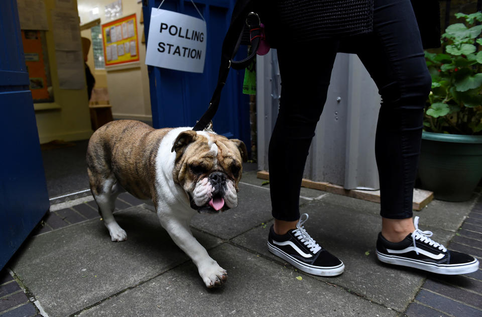 Polling station pooches