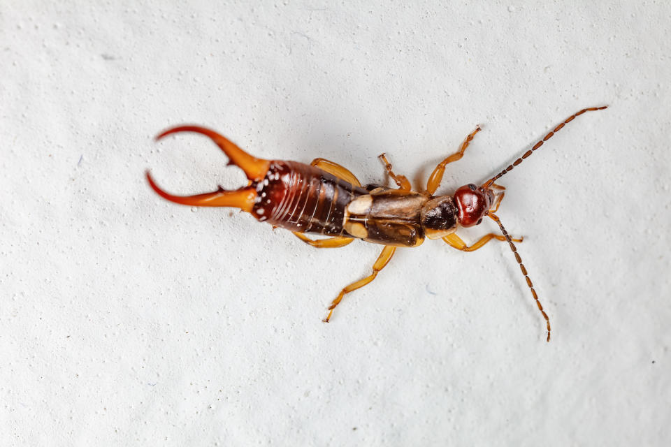 an earwig on the floor