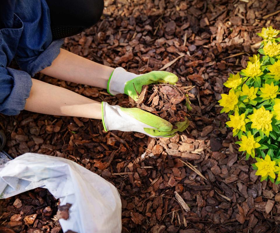 mulching around flowers with bark chippings