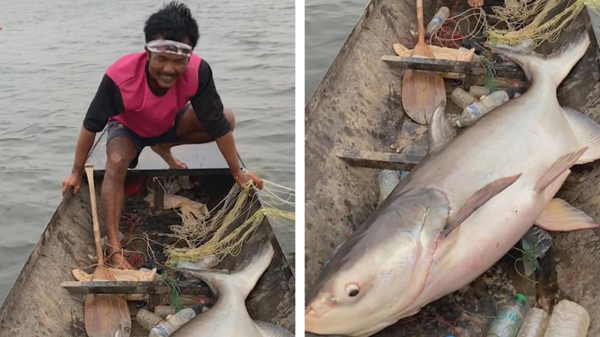 Un pêcheur thaïlandais capture un énorme poisson-chat