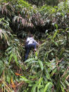 This photo provided by Yesenia D'Alessandro shows a volunteer climbing in the Makawao Forest Reserve in Haiku, Hawaii on May 16, 2019, while searching for Amanda Eller, a yoga teacher and physical therapist who went missing during a hike. The dramatic rescue of a hiker lost for more than two weeks in a remote Hawaii forest is showing how emerging technology is helping search teams more efficiently scour the wilderness for missing people. (Yesenia D'Alessandro via AP)