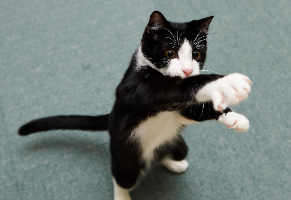 Tuxedo cat standing up