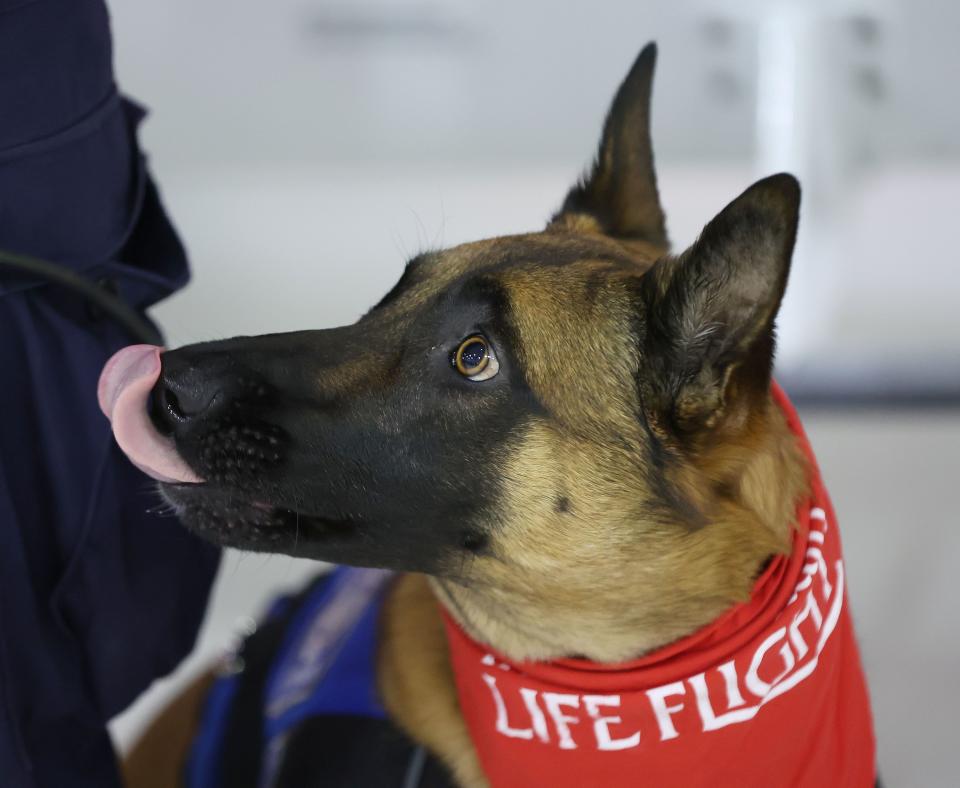 West Jordan K9 Reeta wears a Life Flight bandana in Salt Lake City on Tuesday, Feb. 20, 2024. Collaboration with local veterinarians, specialized animal hospitals and public safety agencies, Intermountain Life Flight is launching a specialized K9 air transport service for public agency service animals who are injured in the line of duty. | Jeffrey D. Allred, Deseret News