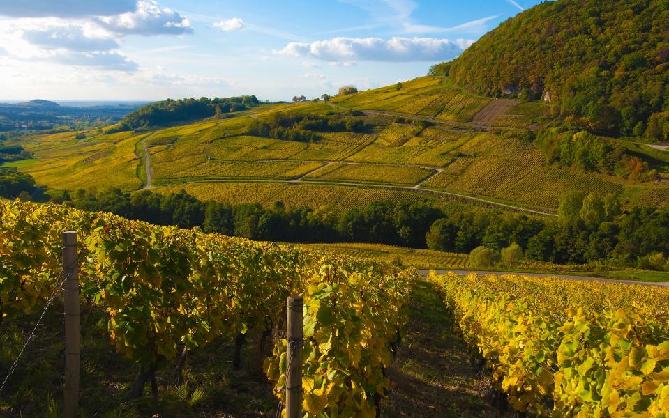 jura - Vineyards 