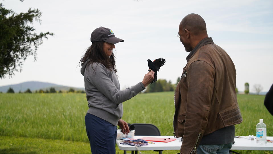 Red-winged Blackbird - Front Royal - Virginia - Extraordinary Birder with Christian Cooper - National Geographic