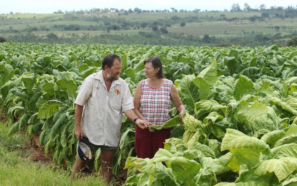 Philip and Anita Rankin with their tobacco crop in full bloom