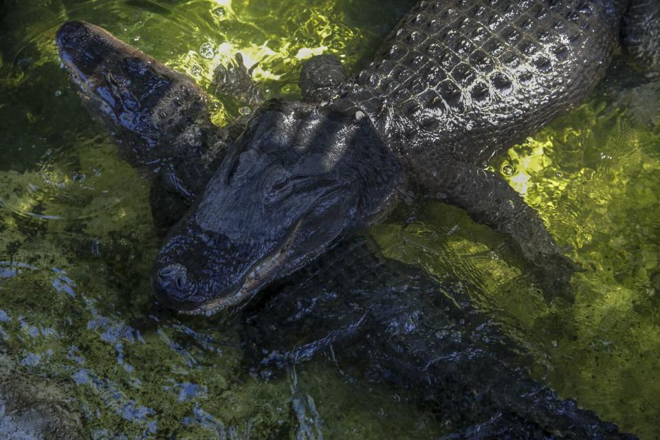 A large alligator lying across a smaller one