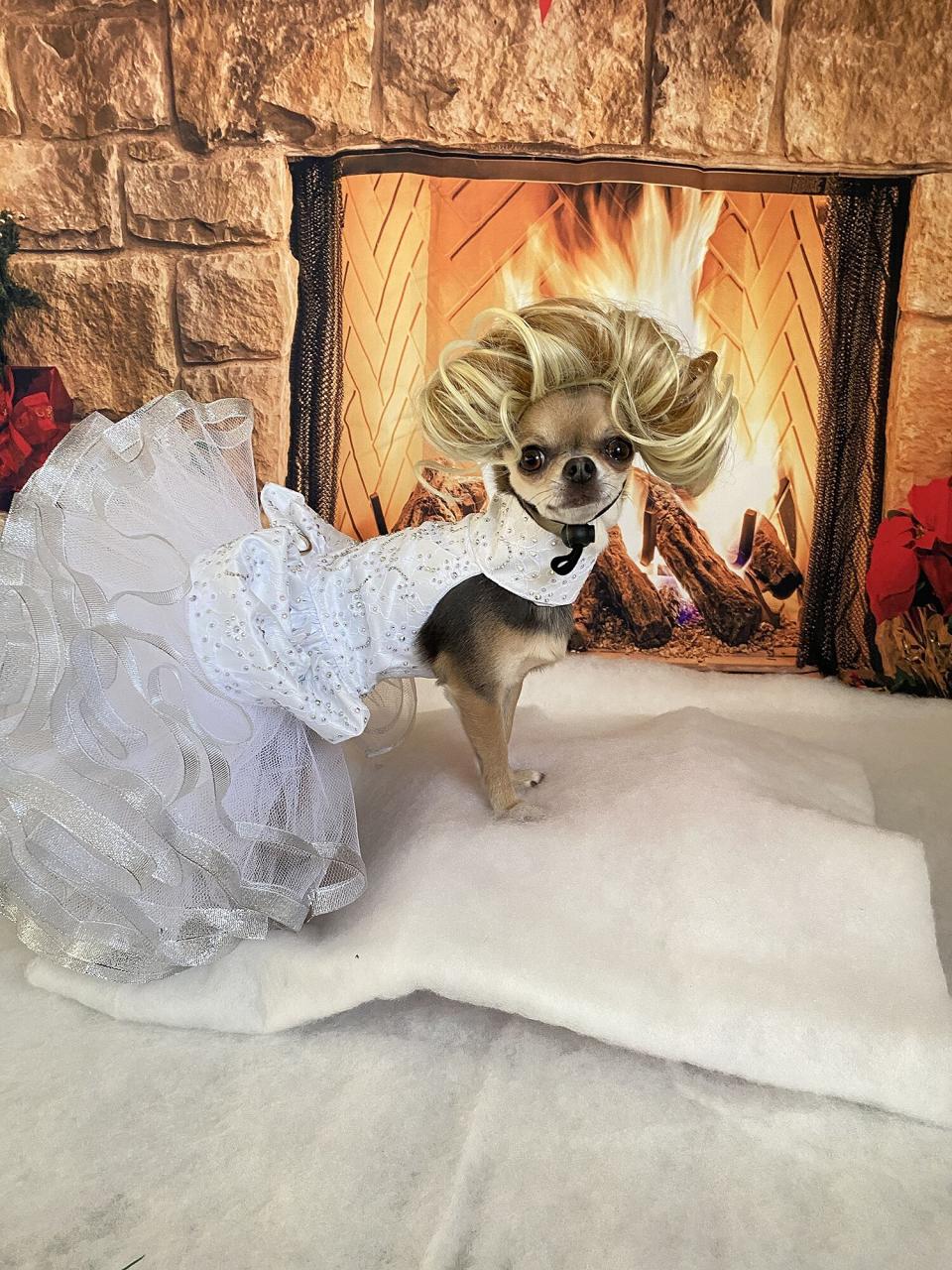 Lindy the Glam Chihuahua