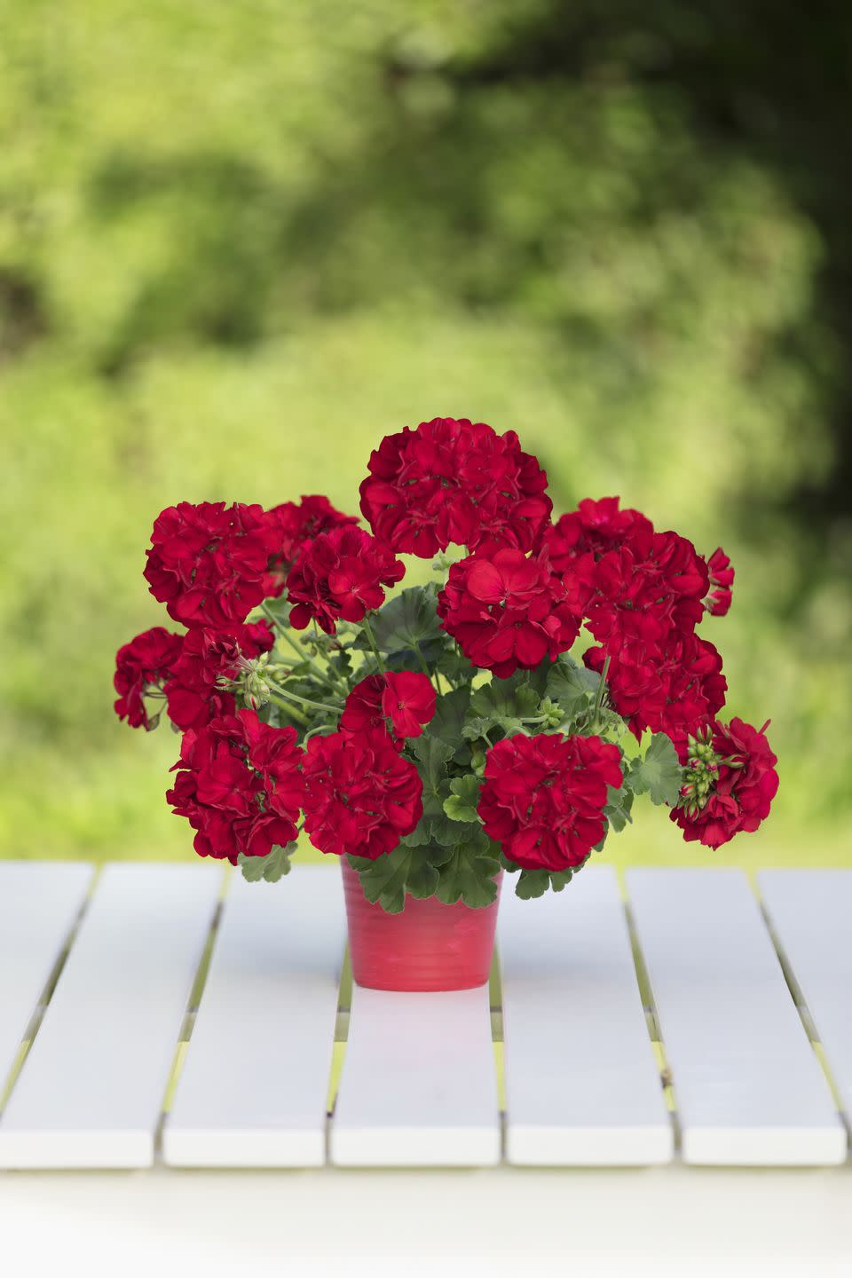 <p>Several European countries consider the geranium an integral part of their culture and a symbol of their homeland. The Swiss have even elected this easy-care blooming beauty as their national flower. </p>