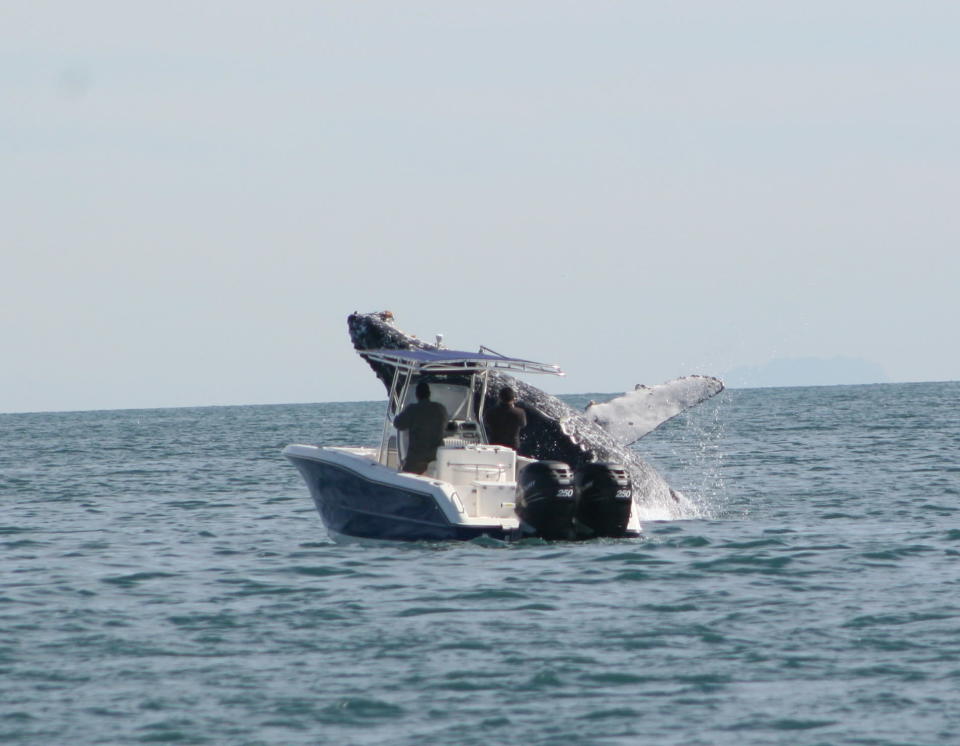 Die verblüffte Hausfrau Gillian Panasewicz traute ihren Augen kaum. Direkt vor ihr knallte ein gigantischer Buckelwal in ein Fischerboot. Geistesgegenwärtig drückte die 59-Jährige auf den Auslöser ihrer Kamera. „Das Fischerboot kam von einem Tag auf See zurück und sie hatten den Wal nicht bemerkt. Sie krachten in die Buckelwal-Kuh, als die sich gerade zum Tauchen bereit machte“, sagt sie.