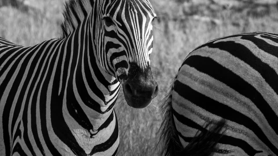This image was taken by Vusi Mathe, who participated in the Wild Shots Outreach program. - Vusi Mathe