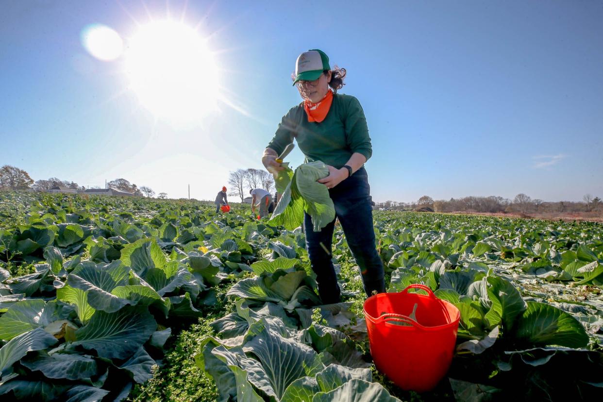 After the harvest has swept through DeCastro Farms in Portsmouth, Eva Agudelo and others glean the cabbages left behind — too small, too large or too misshapen for the supermarket, but still fresh, nutritious produce suitable for food pantries and soup kitchens.
