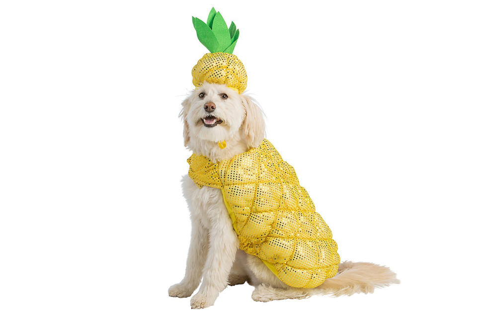 <p>If pineapples are a sign of hospitality, then a dog in a pineapple costume may be the most welcoming sight ever. </p> <p><strong>Buy it!</strong> Pineapple Dog Costume, $19.99; <a href="https://www.petsmart.com/featured-shops/halloween/thrills-and-chillsandtrade-halloween-pineapple-dog-and-cat-costume-64293.html" rel="nofollow noopener" target="_blank" data-ylk="slk:PetSmart.com;elm:context_link;itc:0;sec:content-canvas" class="link ">PetSmart.com</a></p>