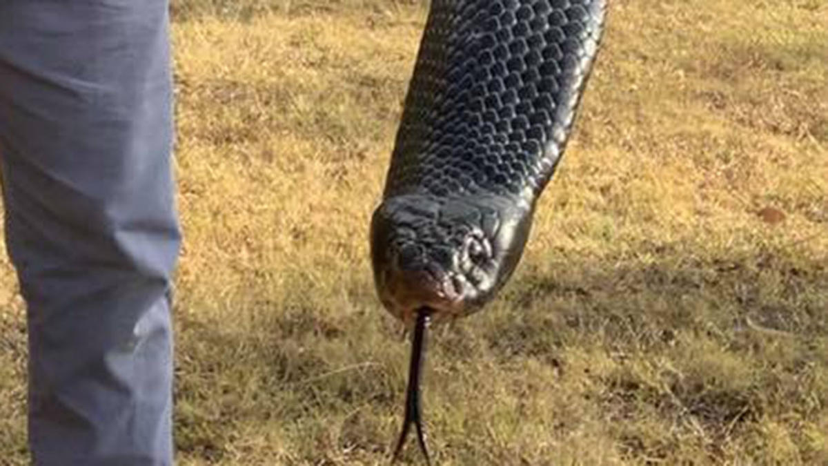 Red-bellied black snake with its head stuck in beer can found by Heyfield  man - ABC News