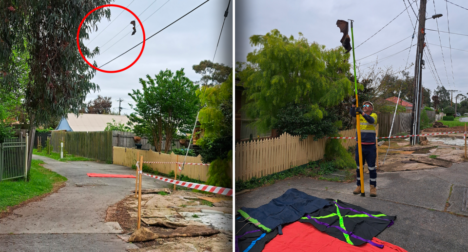 Izquierda: Un zorro volador murió en los cables eléctricos en Ferntree Gully el lunes.  Derecha: un trabajador de una compañía eléctrica con un poste muerto y un bate adherido a él.