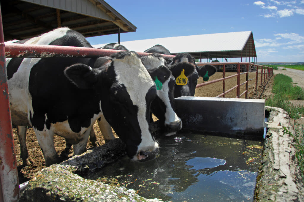 dairy cows in Idaho