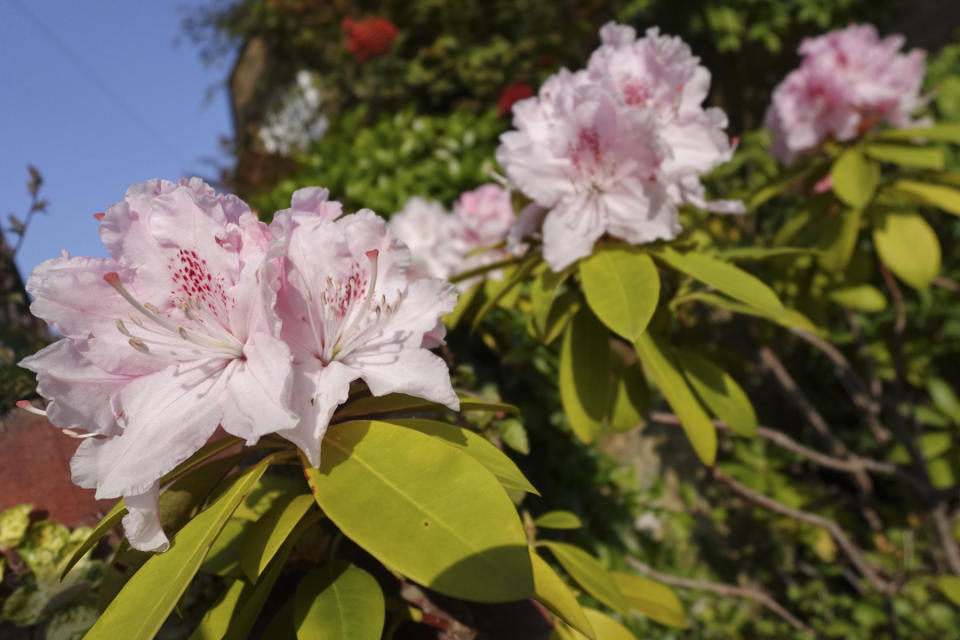 Closeup of pink flowers