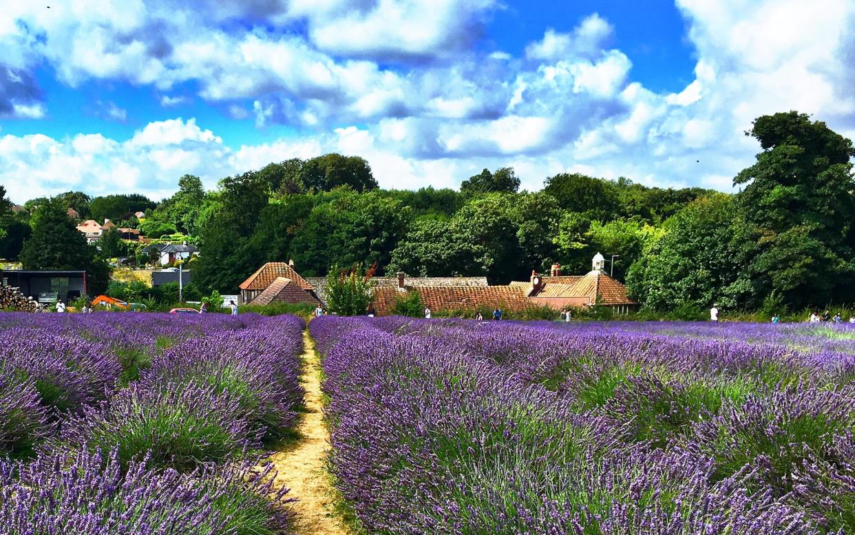 Croydon or Provence? - This content is subject to copyright.